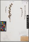 Foto von Salix cinerea subsp. atrocinerea (Brot.) Guinier